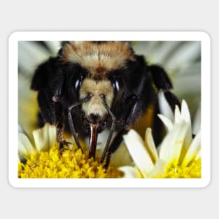 Large bumblebee gathering food on a flower Sticker